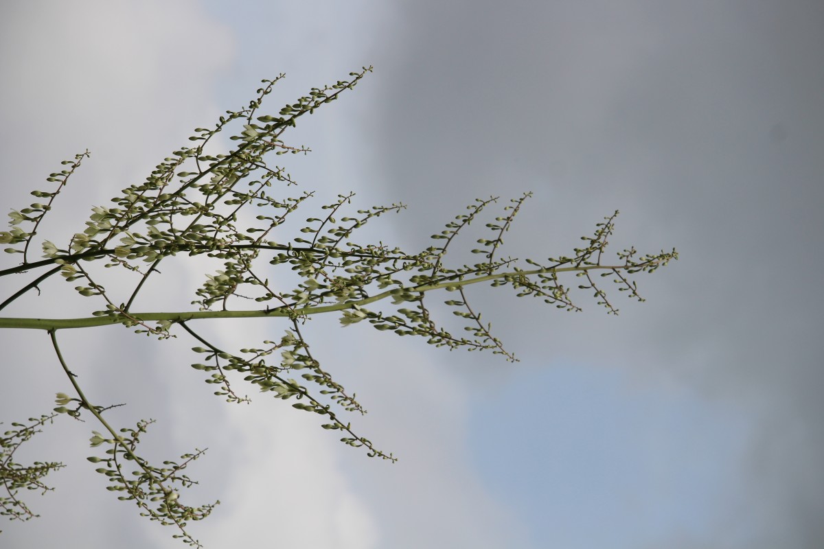 Furcraea foetida (L.) Haw.